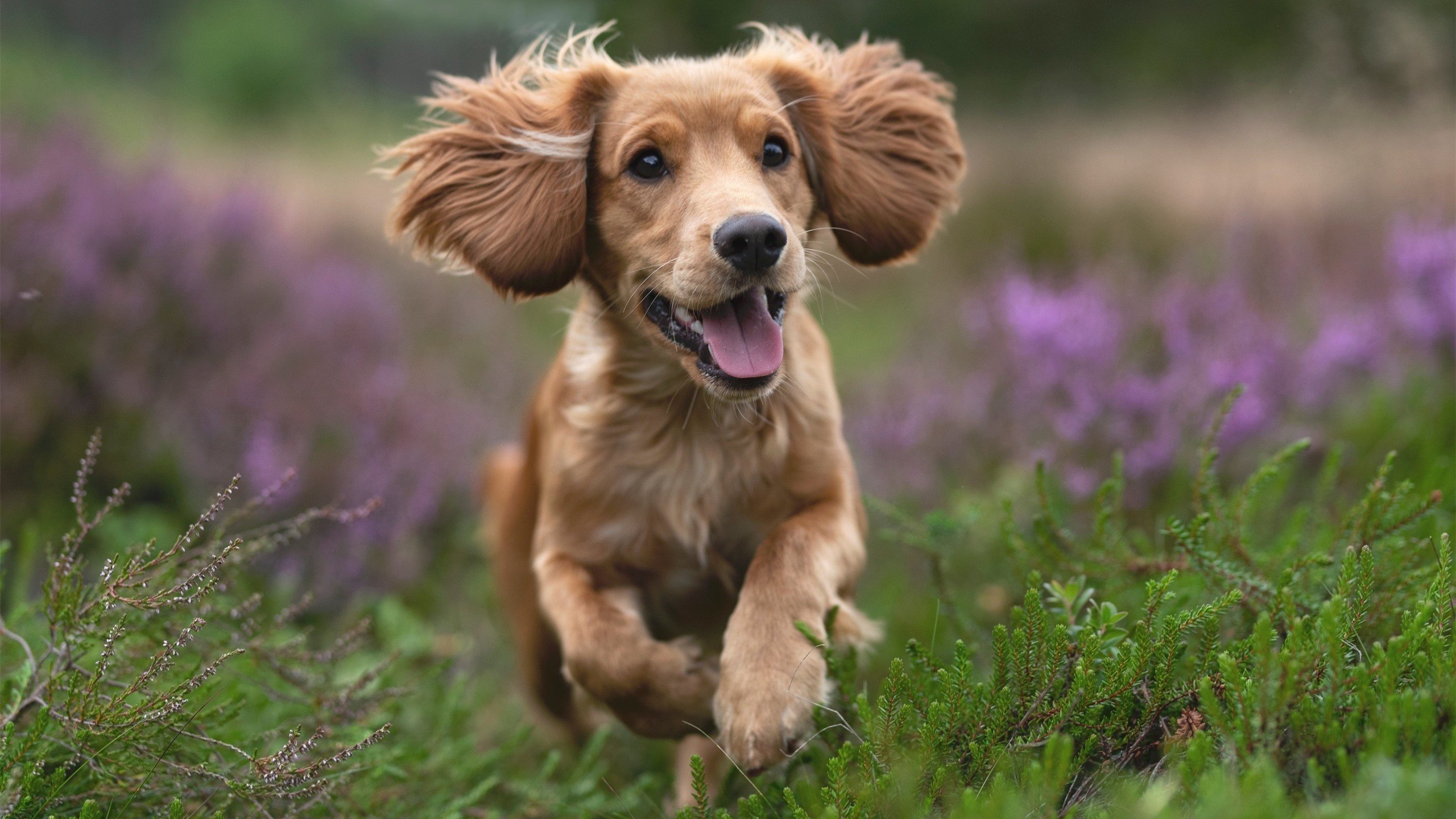 足球世俱杯-NBA联盟启动“亚裔月”活动,表彰华裔球迷贡献,nba中的亚洲人
