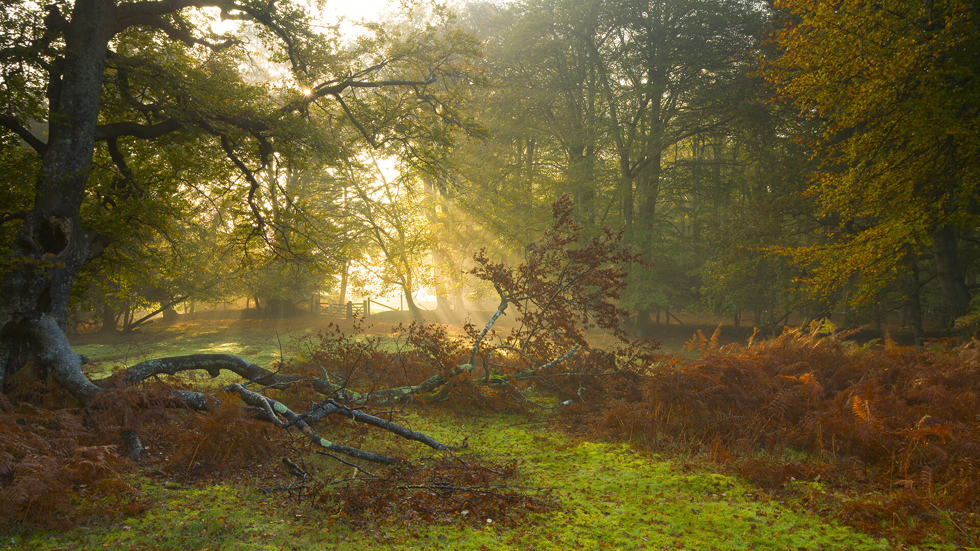 世俱杯官方-_凯尔特人稳步前行,领跑联盟_,凯尔特人报团