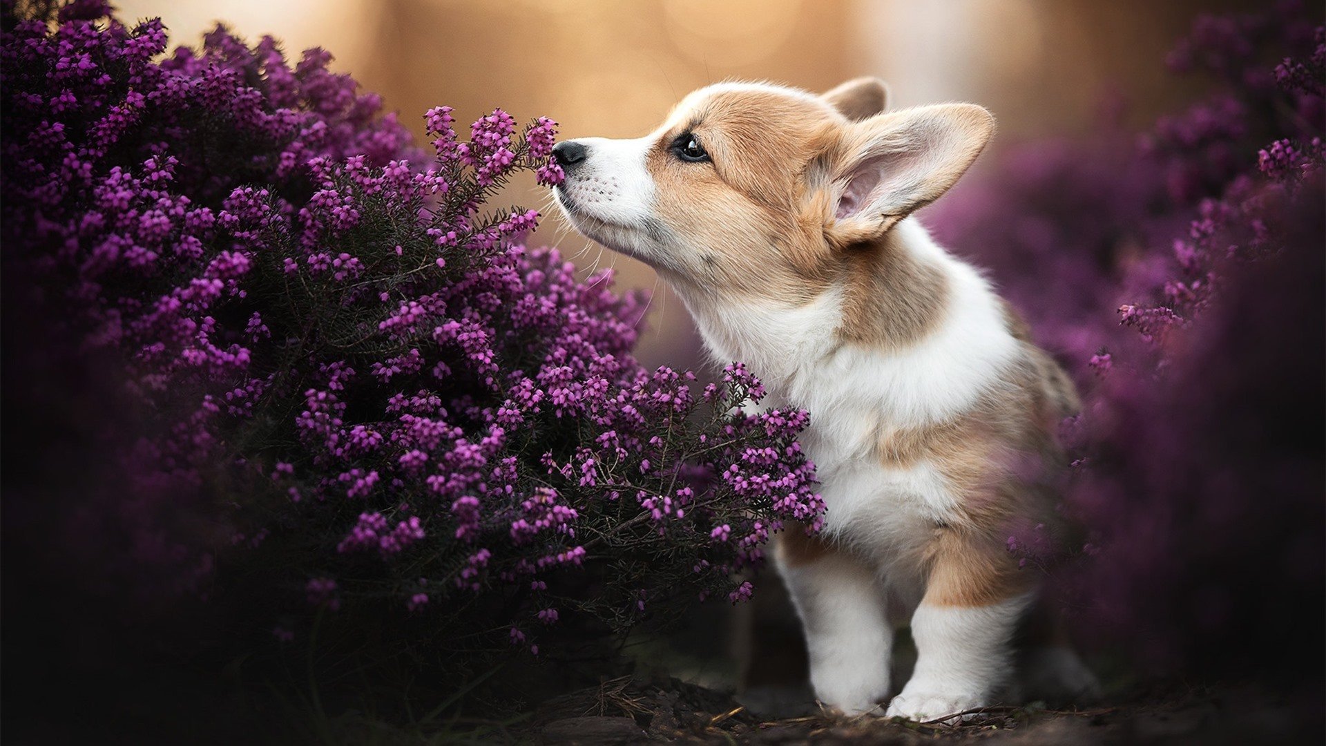 世俱杯官方-_多国对抗赛：国际合作与友谊的象征_，国际联合倡议多边合作组织