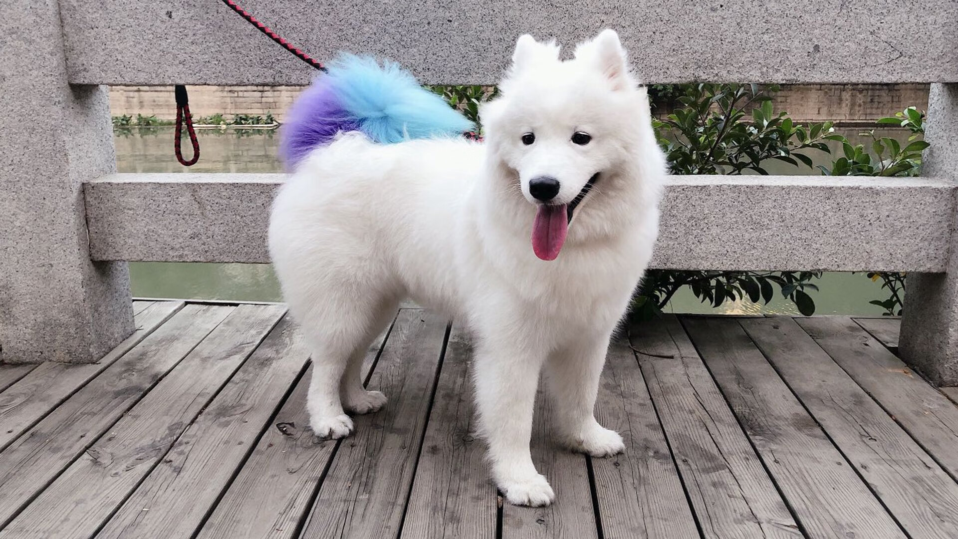 FIFA世俱杯-“意甲争冠局势复杂，年轻新星喜迎最佳战机”，意甲年轻球员