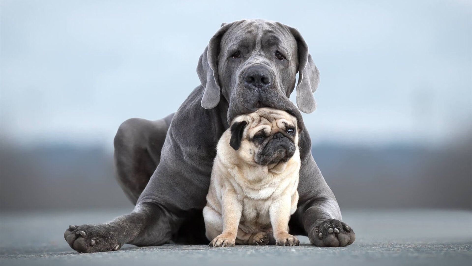 FIFA Club World Cup-“法甲激烈角逐,冠军悬念愈发浓重”,法甲 冠军