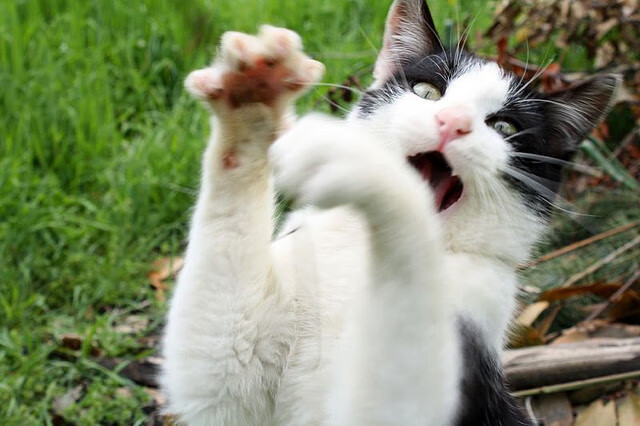 2025世俱杯对阵表-【训练复盘】奥沙利文:龙蛇变化中的攻守结合技巧,奥沙利文动作