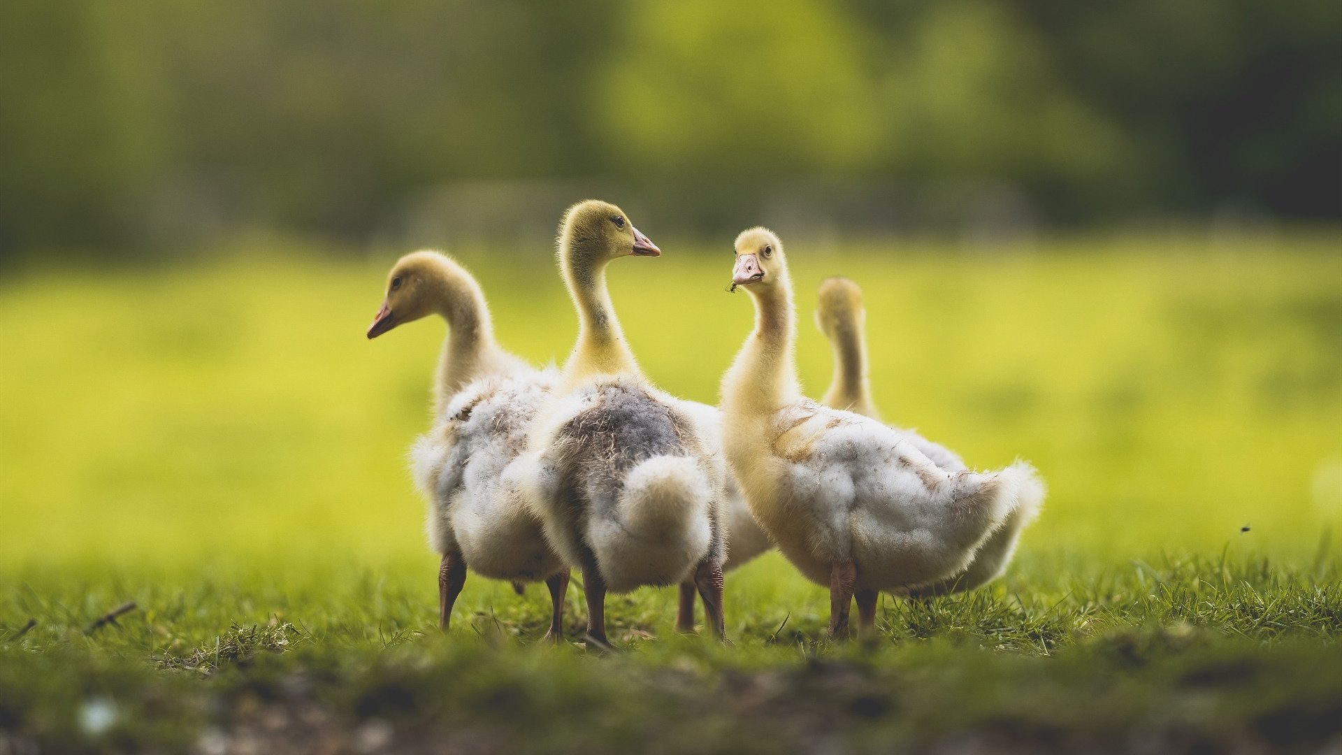 世界俱乐部杯-国家马术队与国际专家合作，训练水平提升，国家马术队队员