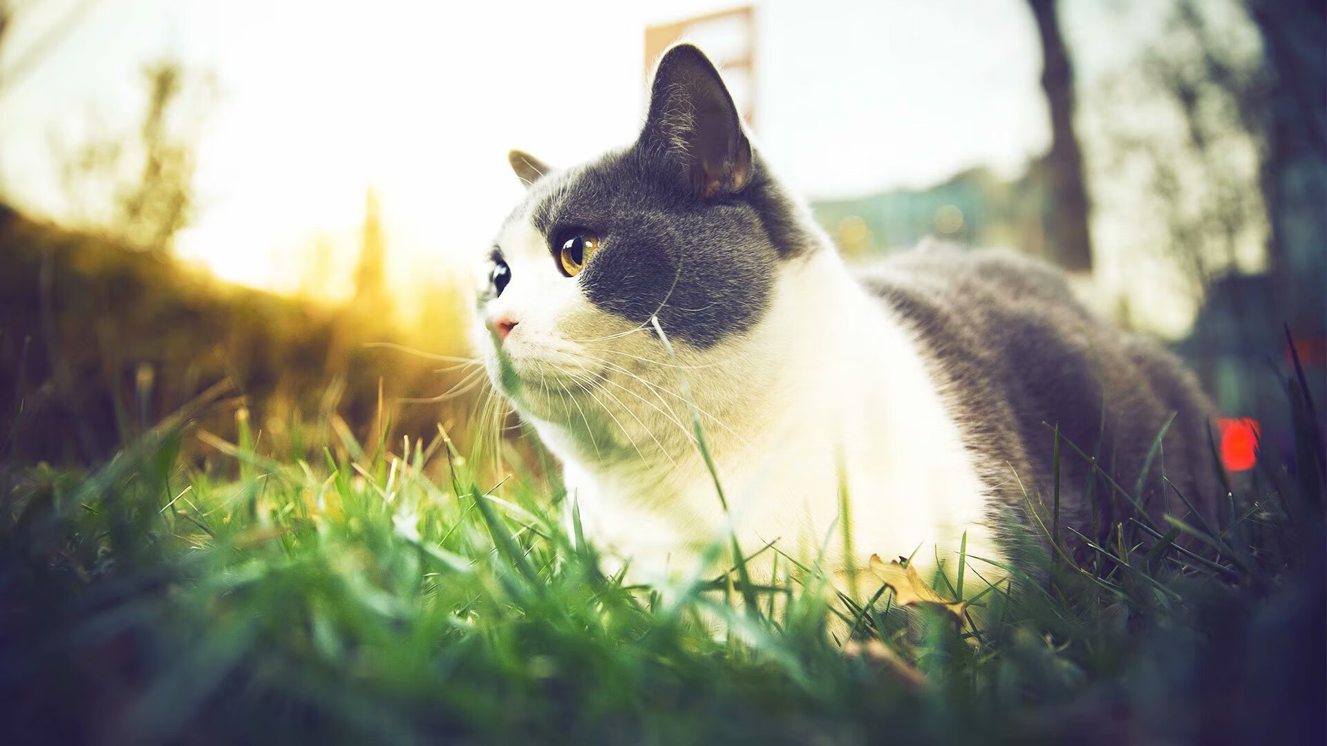 世俱杯入口-哥伦比亚马术协会推出马匹健康管理系统,提升马匹福利。,哥伦比亚亚马孙