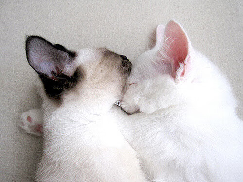 2025世俱杯赛程表比赛时间-最离奇的进球：那些怪异的瞬间令人捧腹，十大奇葩进球