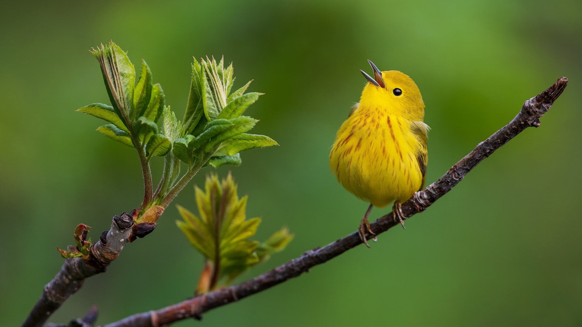 世俱杯决赛-西班牙马术协会推出青少年培训计划,培养未来马术明星。,西班牙马术学校