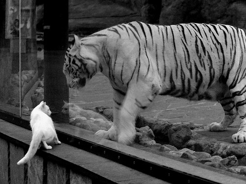 俱乐部冠军杯官网-赛场““钢铁防线”盘点:他们的铁血防守如何碾压对手?,钢铁防线营