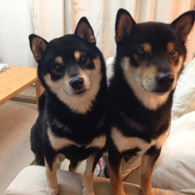 世俱杯比赛视频在线观看-足球动画视频系列开播引青少年热议,足球动画短片