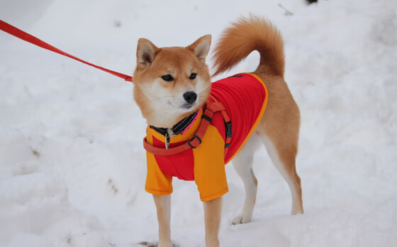 世俱杯2025赛程-青少年足球“成长档案”系统全面上线,助推精细化人才培养,青少年足球发展规划