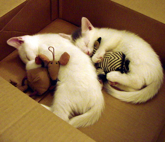 世俱杯直播-魔术后卫连续三场得分破35分，创生涯新高，魔术后卫受伤