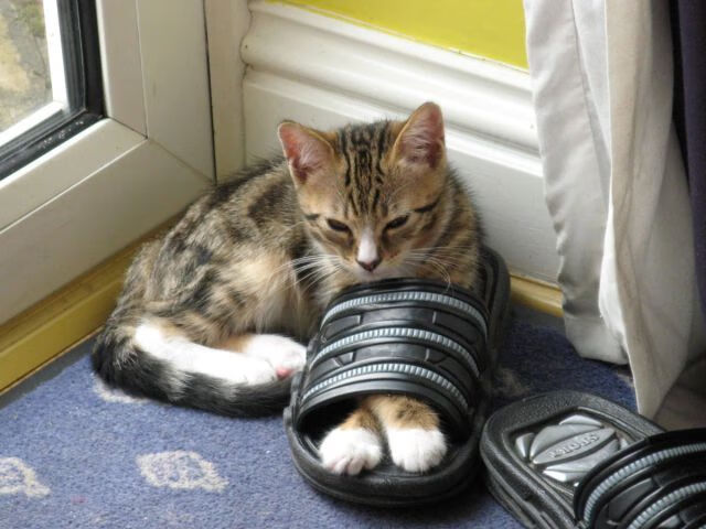 世界俱乐部杯-BLG组织电竞运动员职业行为规范培训，电竞职业运动员技术等级标准