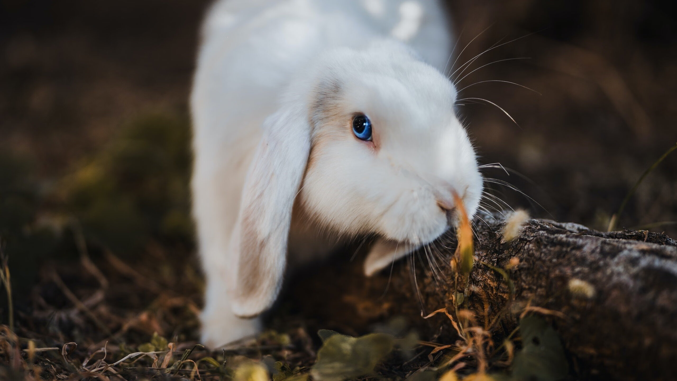 世俱杯2025赛程-上海上港战平对手,取得不败战绩,上海上港的比赛
