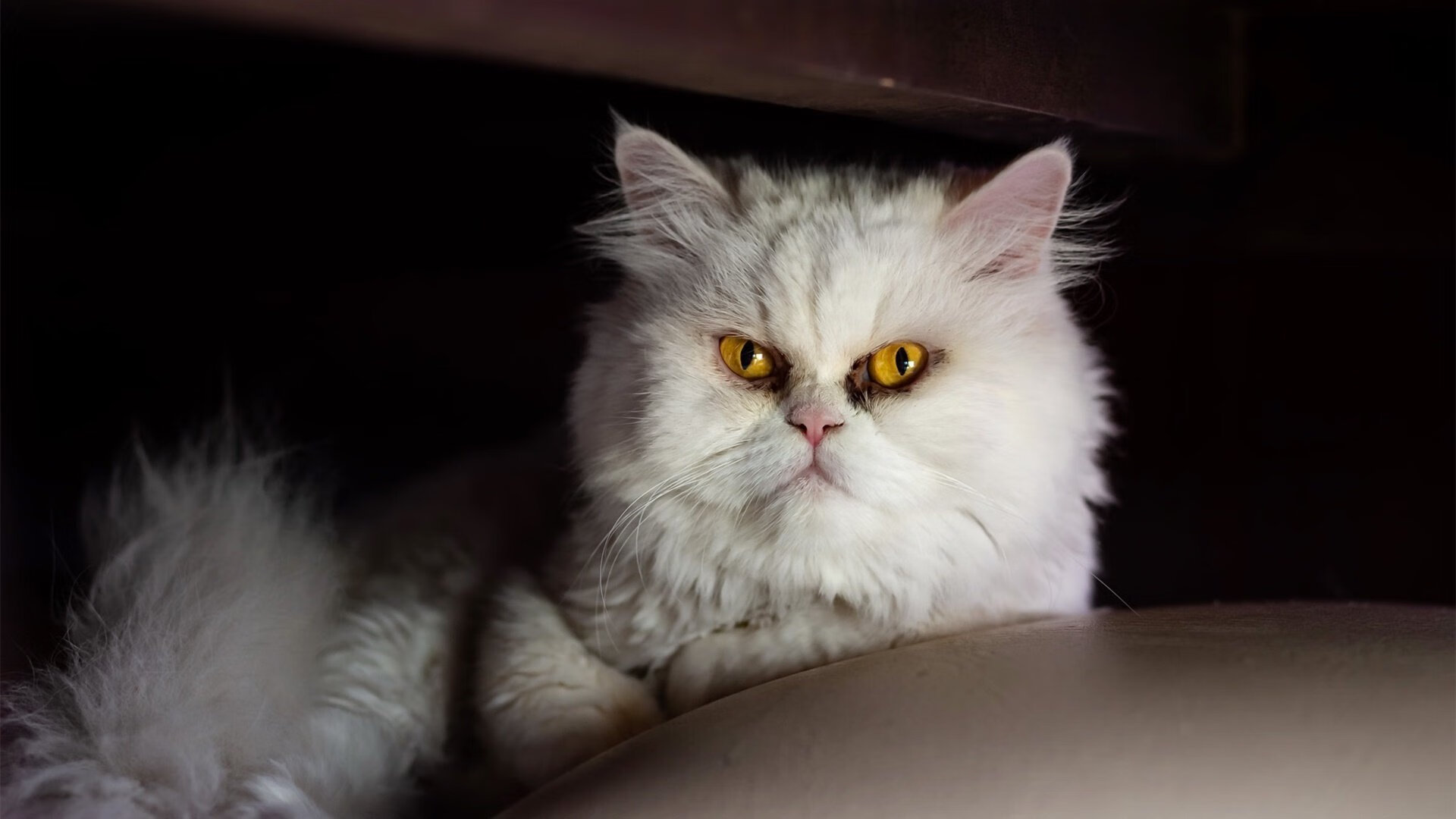 2025足球世俱杯官网-中国篮球运动员国际表现,中国篮球运动员得分排名