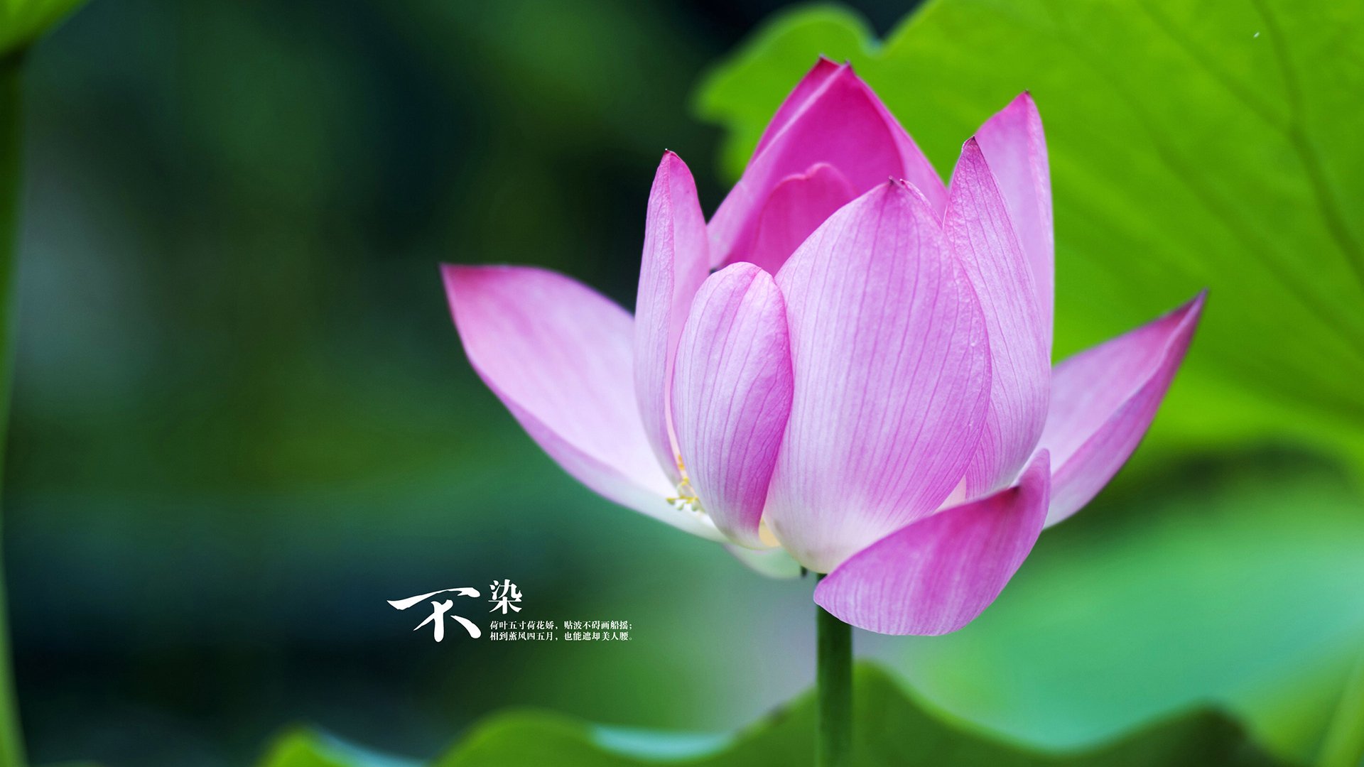 世俱杯2025-全北现代签约海外前锋加强进攻,全北现代主力队员