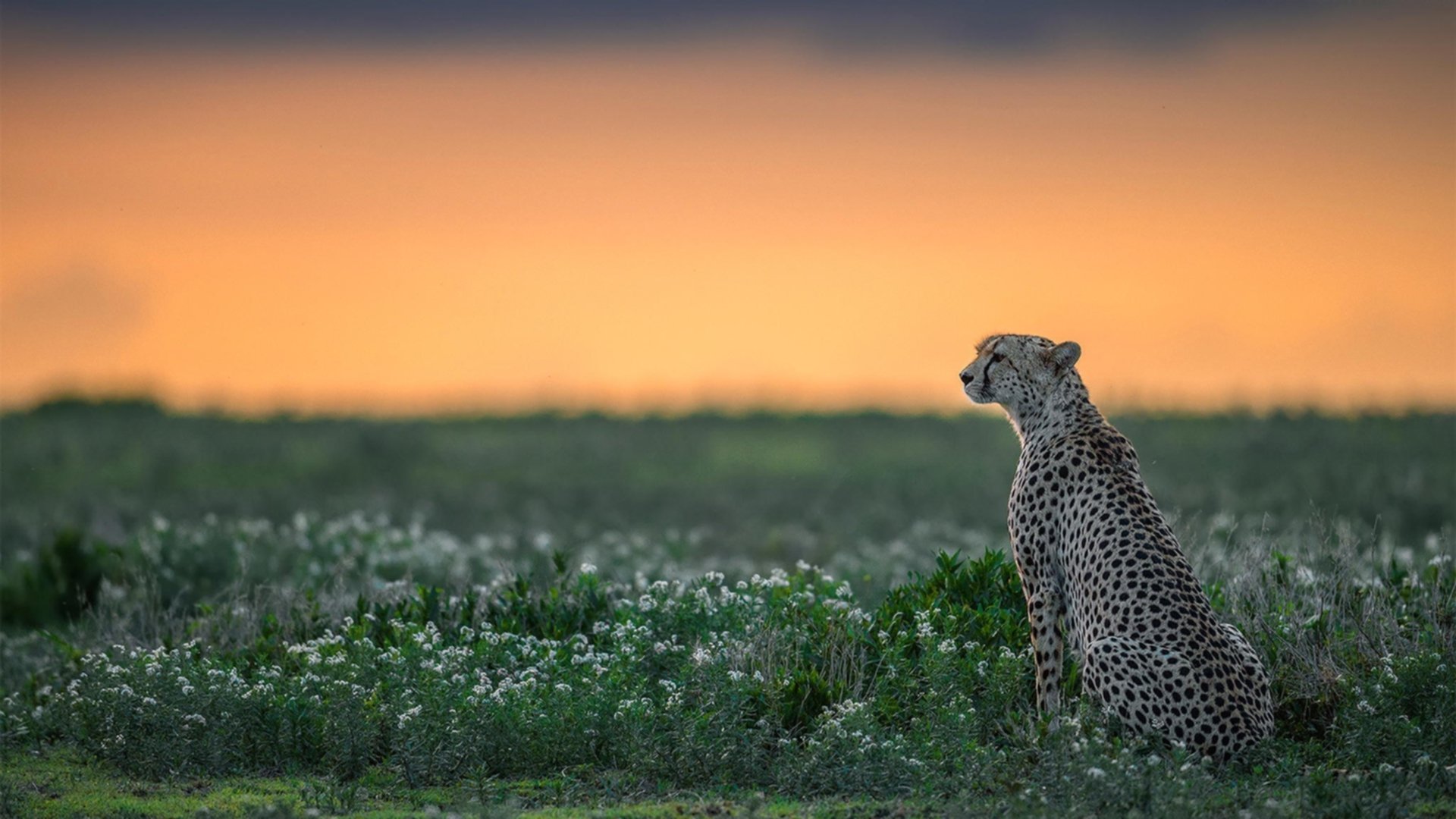 世俱杯比赛视频在线观看-尤文图斯憾负拜仁,遗憾出局下一轮,尤文图斯对拜仁