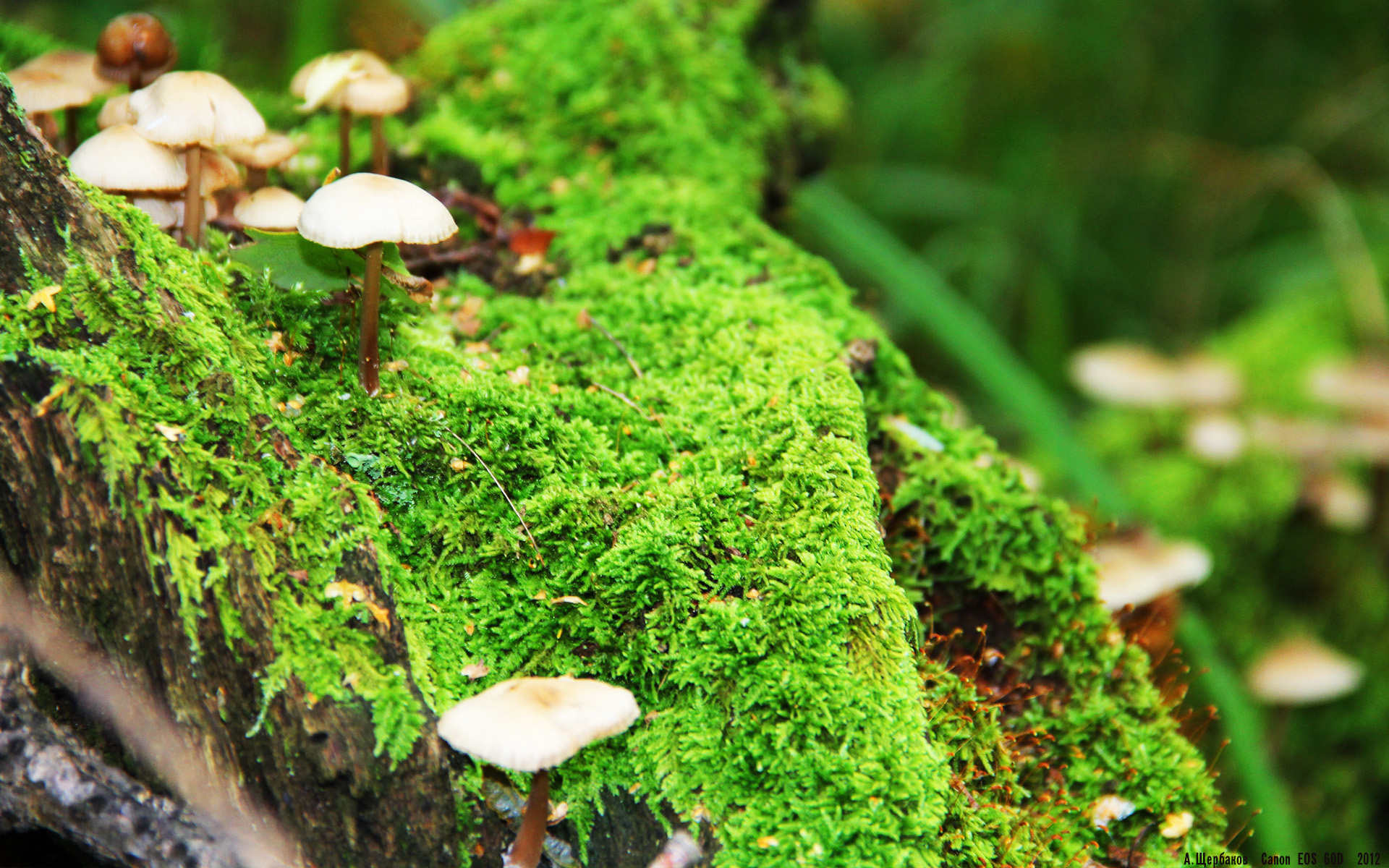 世俱杯官方-斯特拉斯堡主场战平马赛，继续保持不败记录，斯特拉斯堡对马赛比分预测