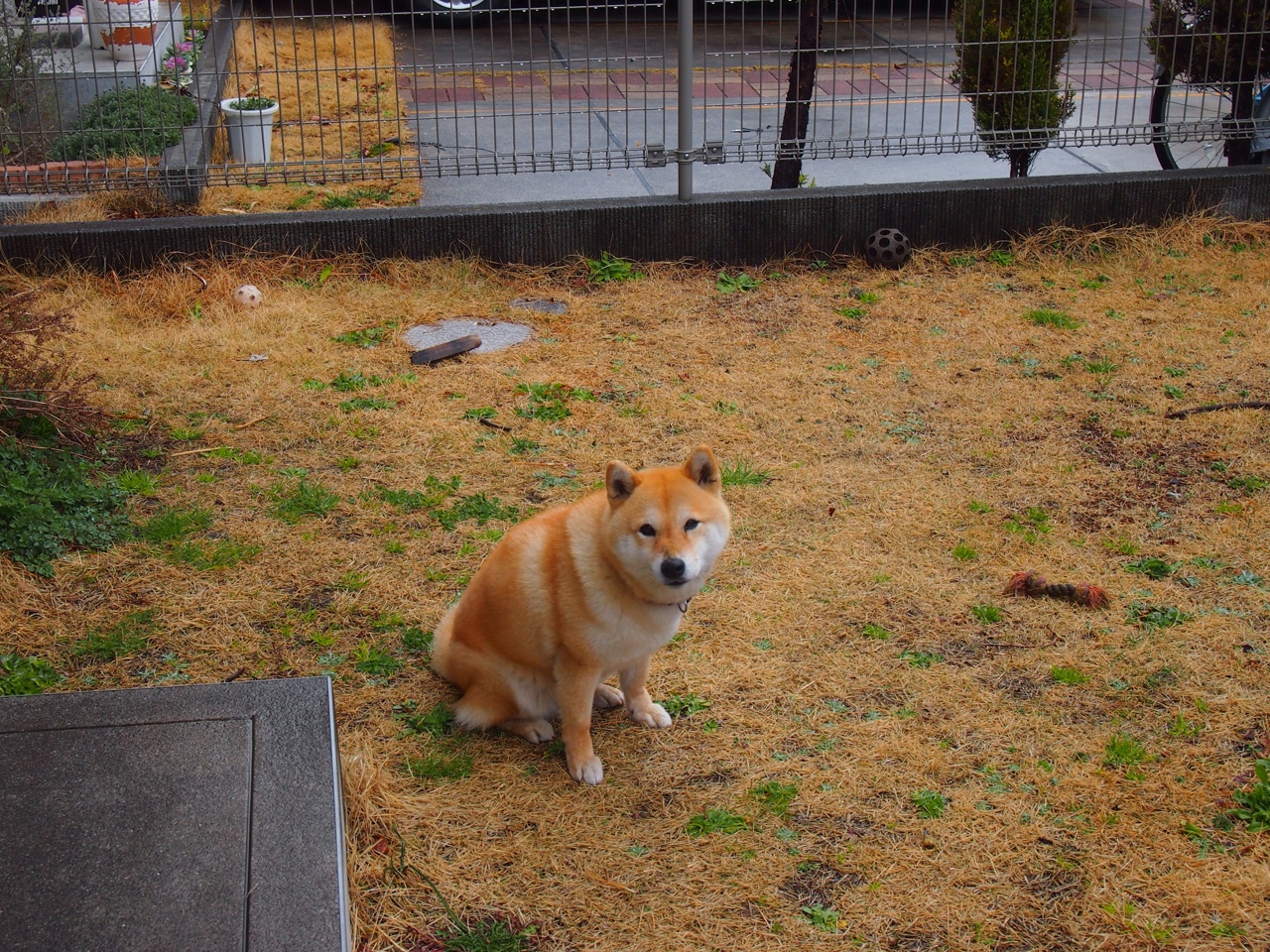 FIFA Club World Cup-中国篮球联赛品牌建设策略与粉丝经济发展路径,中国国内的篮球联赛简称