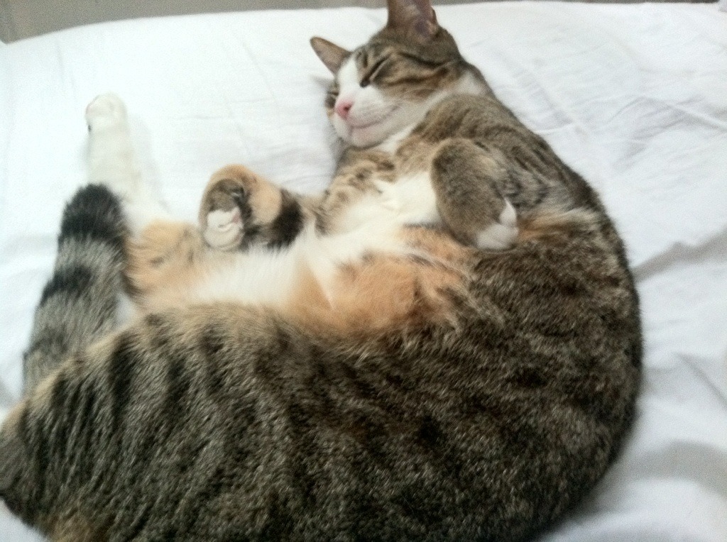 FIFA Club World Cup-中国篮球联赛品牌建设策略与粉丝经济发展路径,中国国内的篮球联赛简称