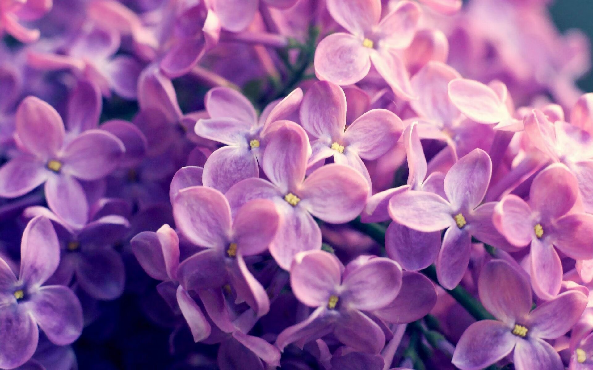 世俱杯2025赛程-中国篮球职业联赛市场营销创新模式分析,篮球市场分析报告