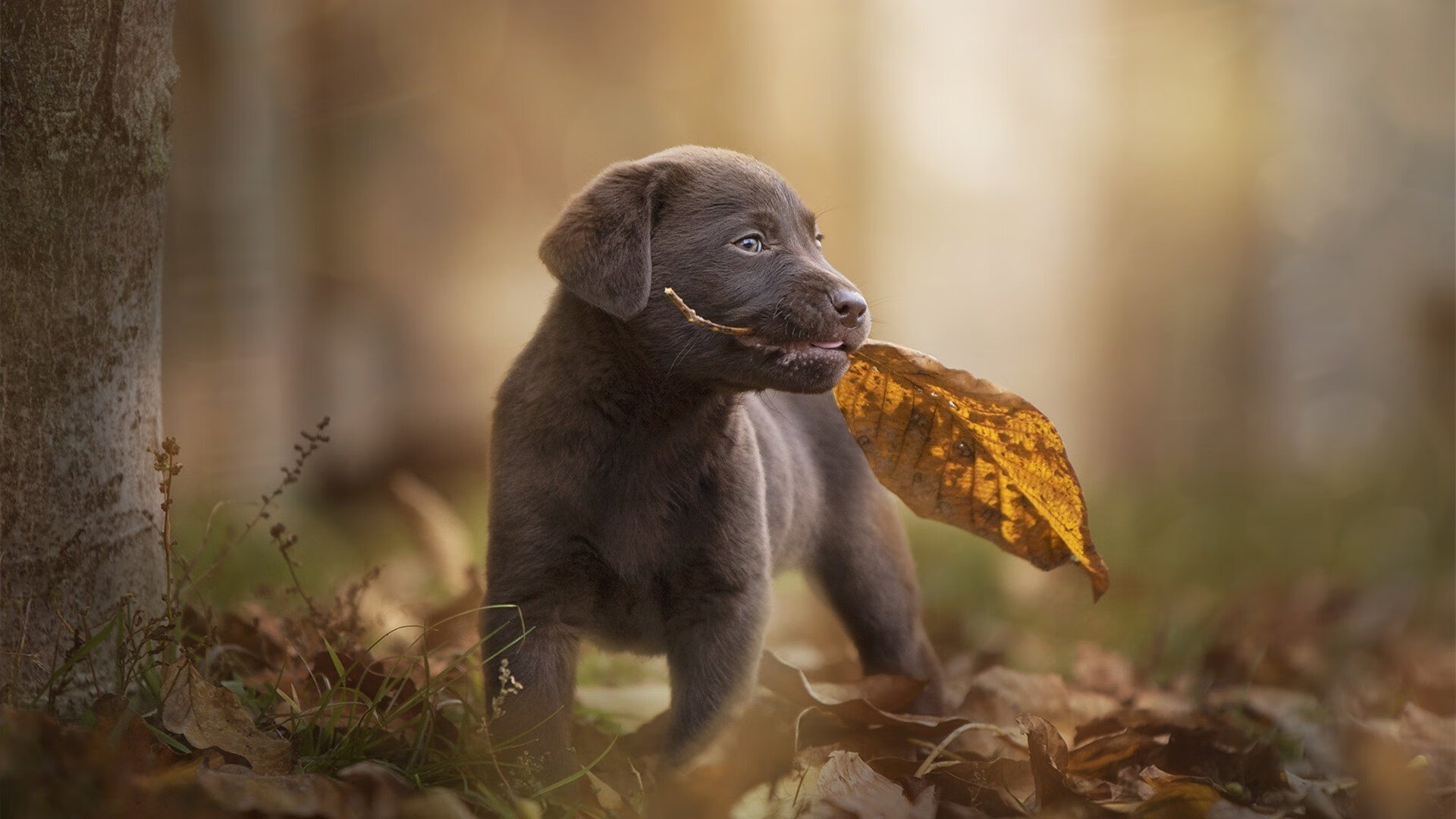 世俱杯直播在线观看免费-德甲青训项目采用视觉注意力训练提升空间意识