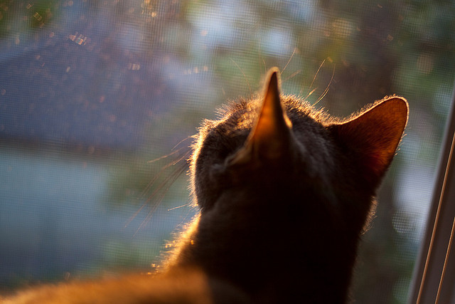 2025世俱杯赛程表-意甲球队结合压力数据分析优化点球执行顺序决策,2021意甲各队点球数统计