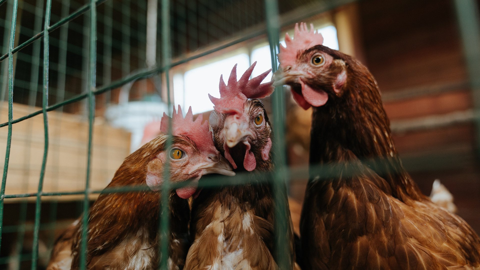 世界俱乐部杯-校园体育设施智能化管理体系设计,体育智能化系统