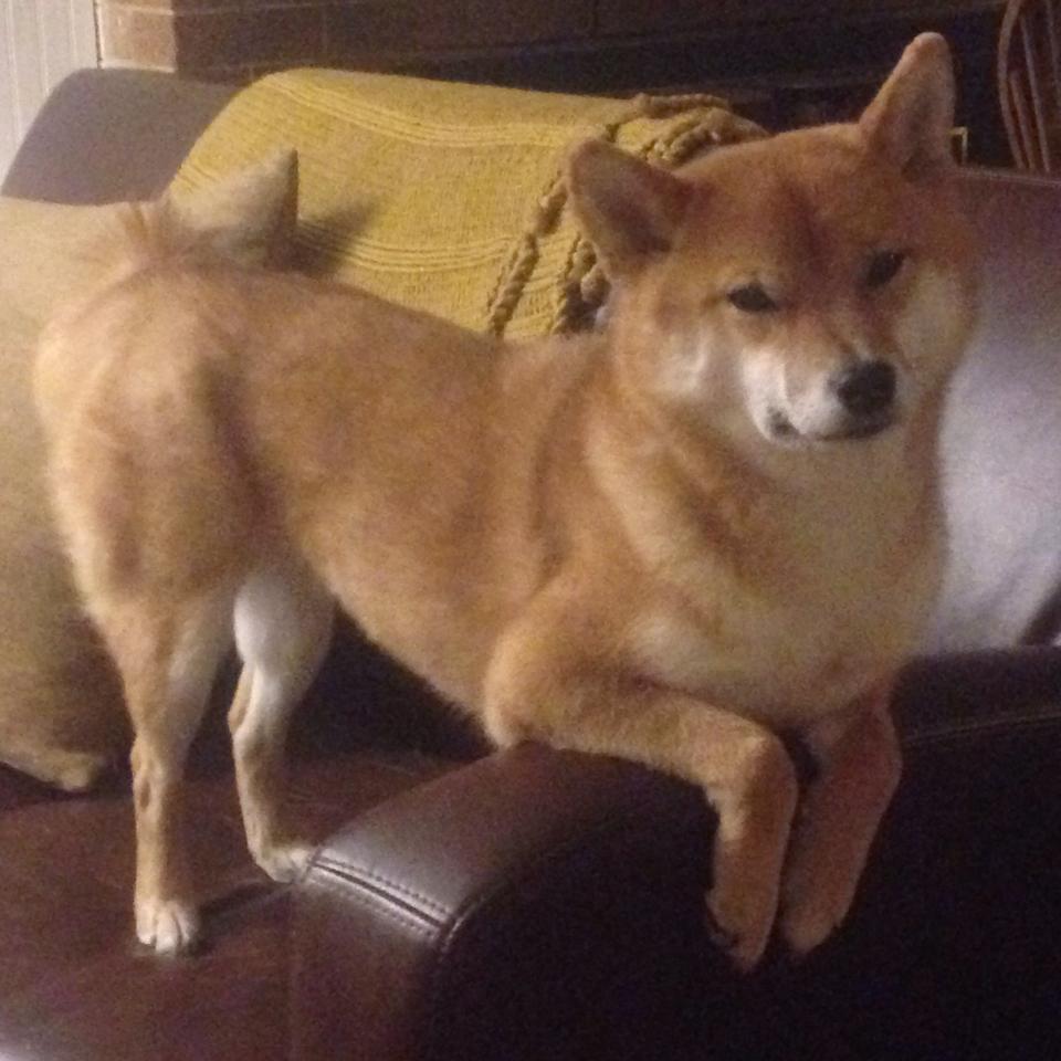 俱乐部世界杯-篮球运动员专项技能动作规范化训练标准及应用研究,篮球运动员专项技能特征