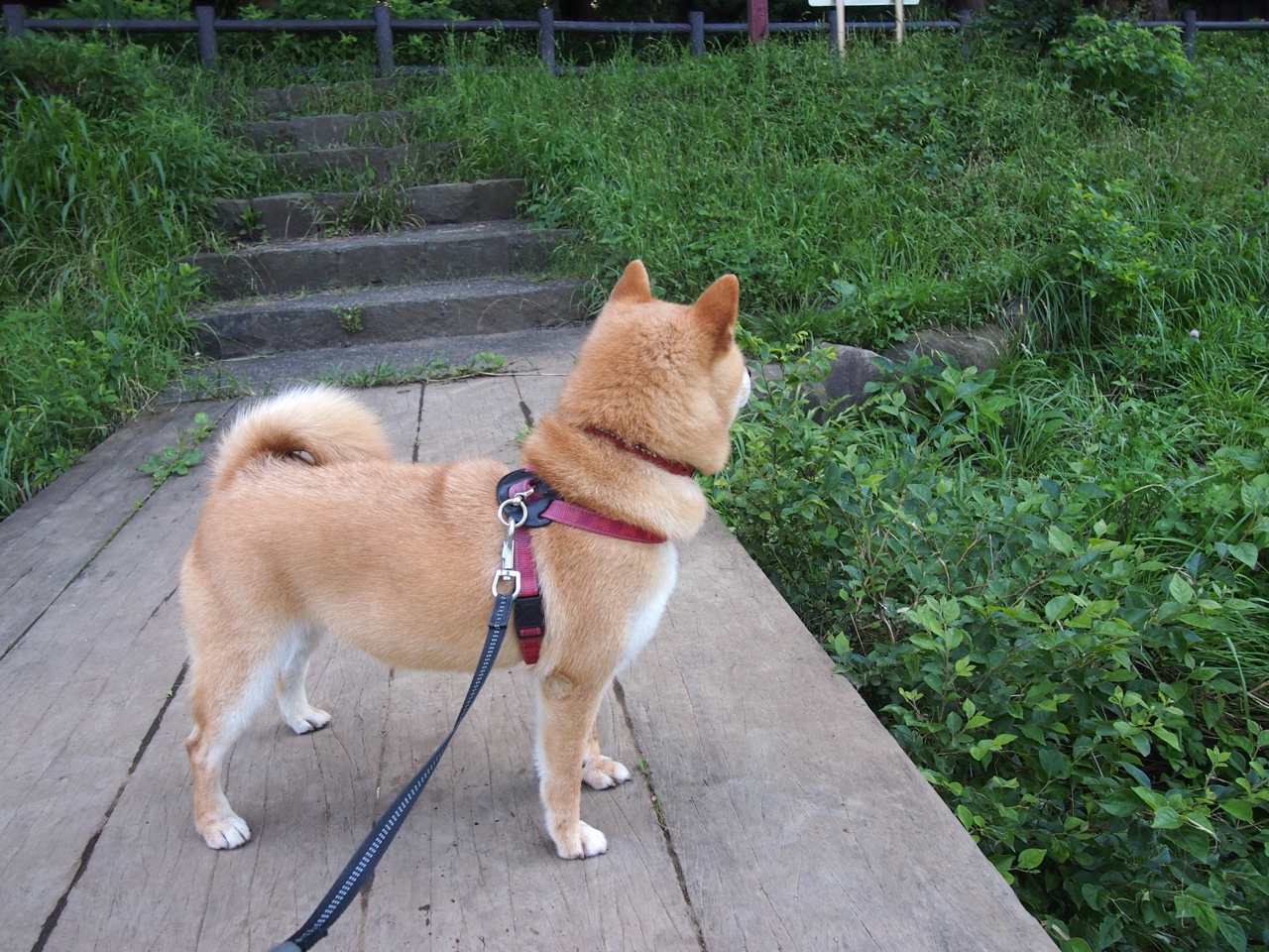 世俱杯-青少年体育运动参与的社会环境研究,青少年参与体育运动情况