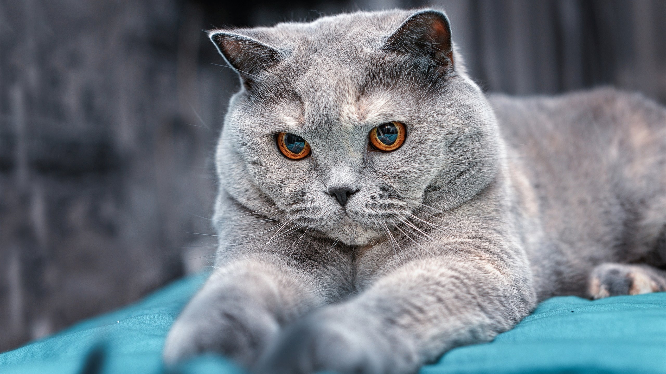 2025足球世俱杯官网-国家队心理建设与比赛压力关系，国家队心理建设与比赛压力关系大吗